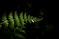 Flora/Fauna
